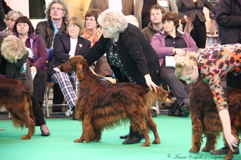 Crufts2011 717.jpg